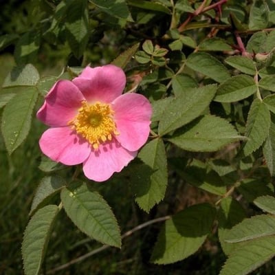 Rosa mollis — flower