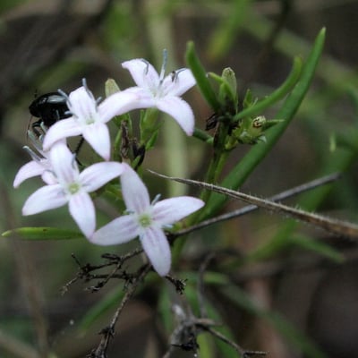 Stenaria nigricans — flower