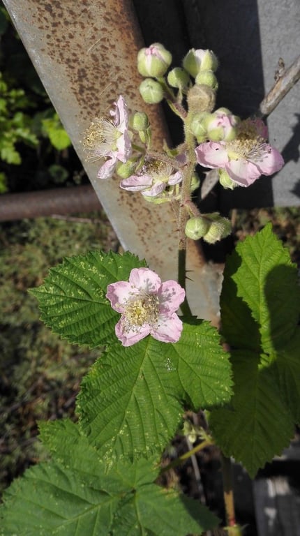 Himalaya blackberry