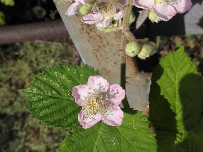 Himalaya blackberry