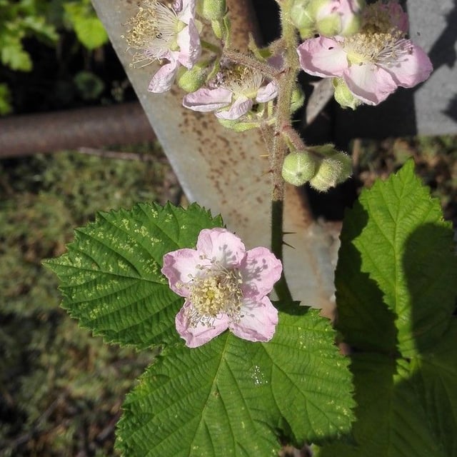 Rubus armeniacus — flower