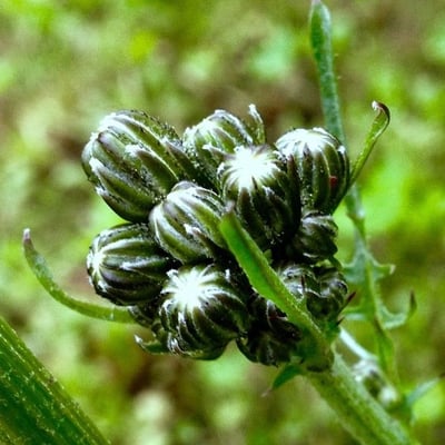 Crepis vesicaria — flower