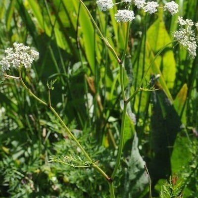 Peucedanum palustre — flower