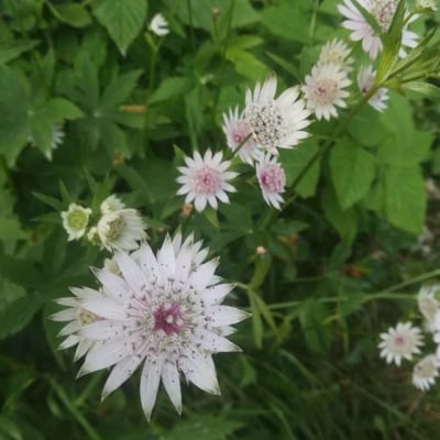 Astrantia major — flower