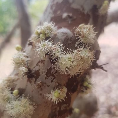 Plinia cauliflora — flower