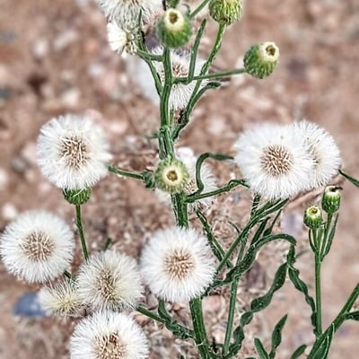 Erigeron bonariensis — flower