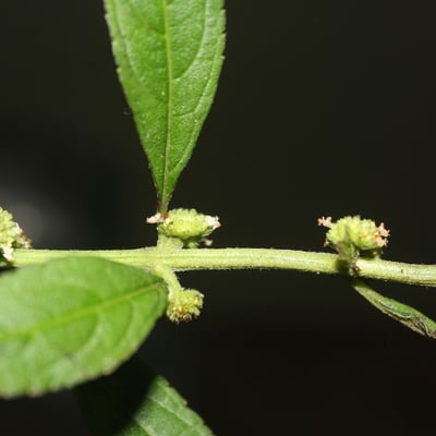 Hyptis obtusiflora — leaf