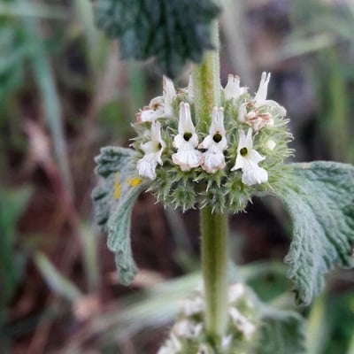 Marrubium vulgare — flower
