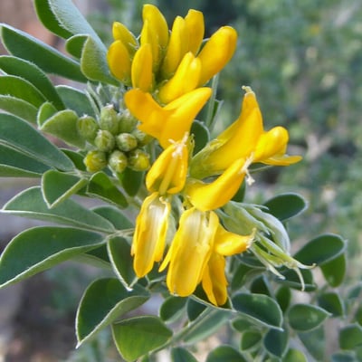 Medicago arborea — flower