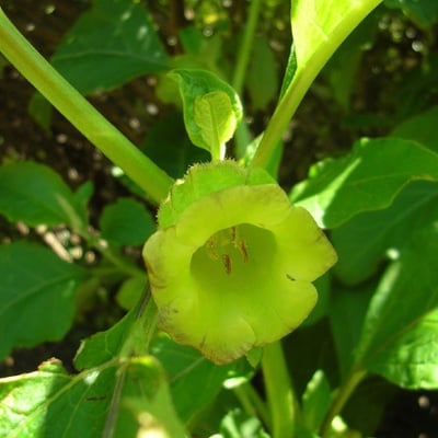Scopolia carniolica — flower