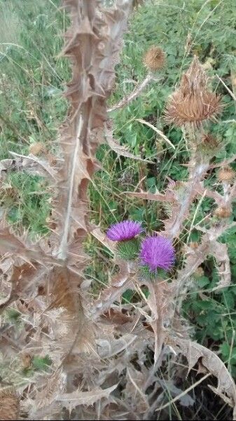 Cotton thistle