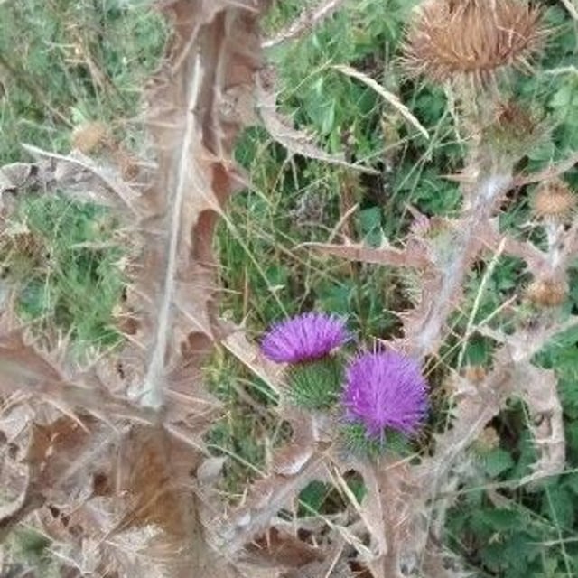 Onopordum acanthium — flower