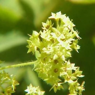 Alchemilla alpigena — flower