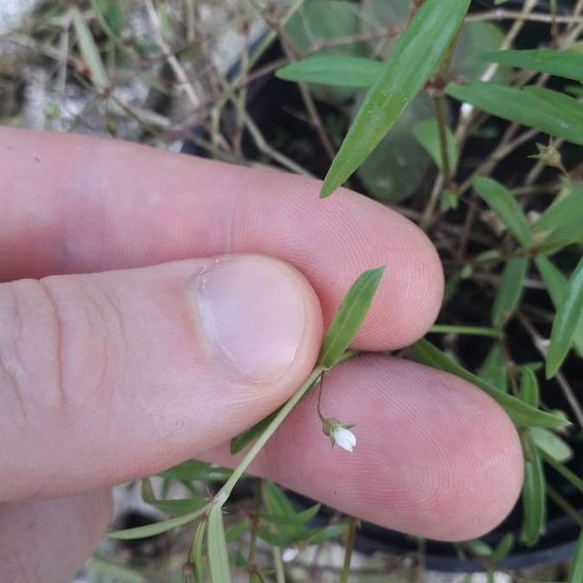 Oldenlandia corymbosa — flower