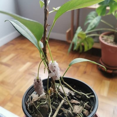 Anthurium scandens — flower