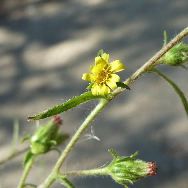 Dittrichia graveolens — flower