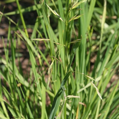 Bromus carinatus — flower