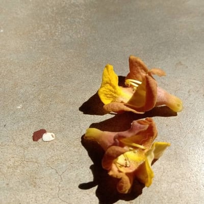 Gmelina arborea — flower