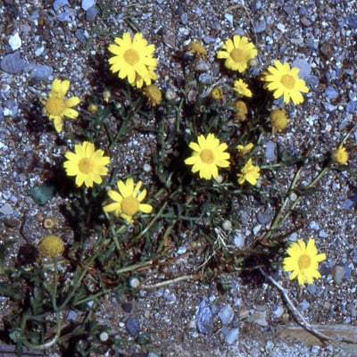 Glebionis segetum — flower
