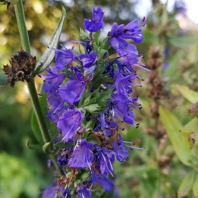 Hyssopus officinalis — flower