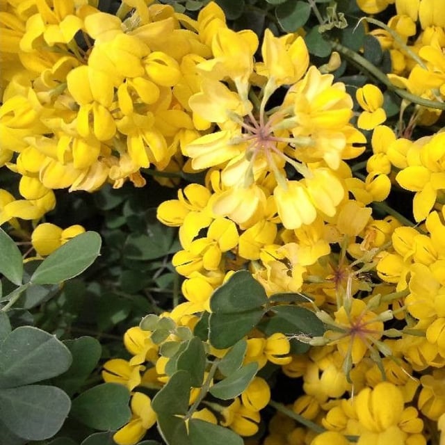 Coronilla valentina — flower