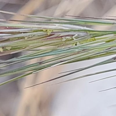 Aristida adscensionis — flower