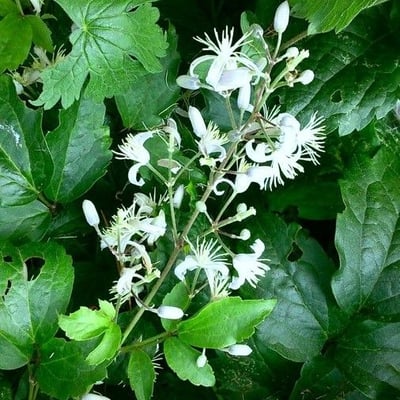 Clematis flammula — flower