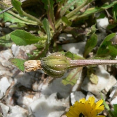 Hedypnois rhagadioloides — flower