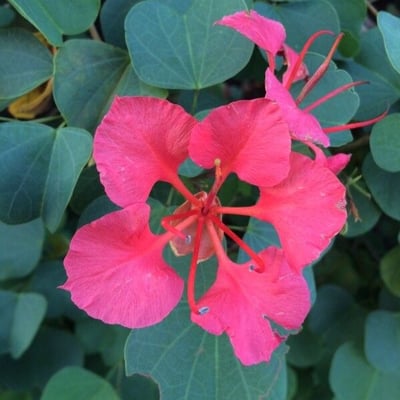 Bauhinia galpinii — flower