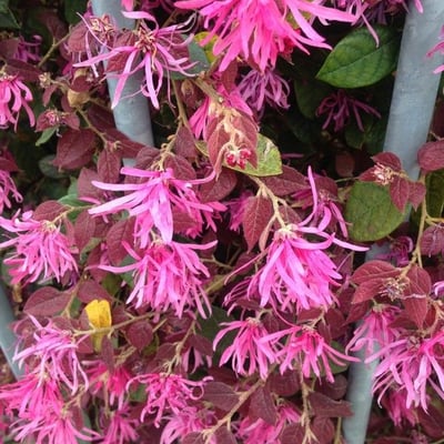 Monarda didyma — flower