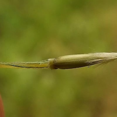 Nassella neesiana — flower