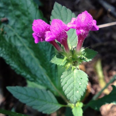 Galeopsis pubescens — flower