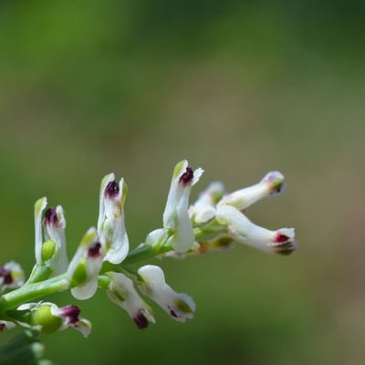 Fumaria parviflora — flower