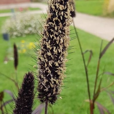 Cenchrus americanus — flower