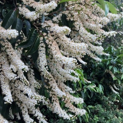 Prunus lusitanica — flower