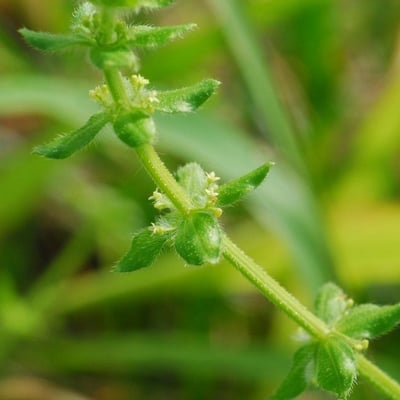 Cruciata pedemontana — flower