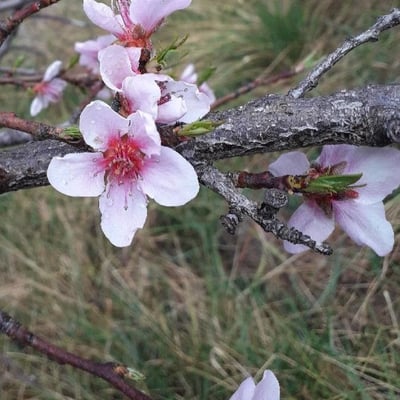 Prunus persica — flower