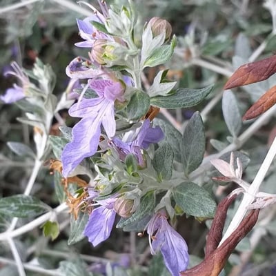 Teucrium fruticans — flower