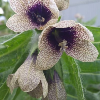 Hyoscyamus niger — flower