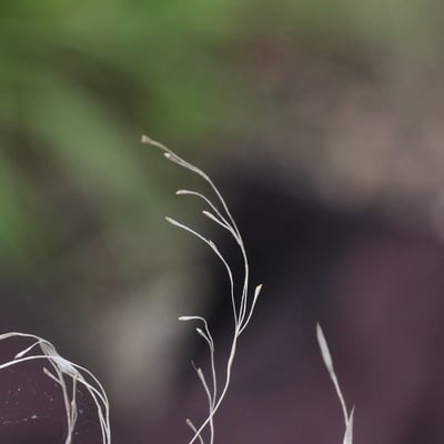 Poa palustris — flower