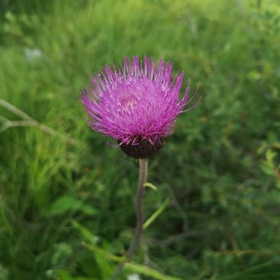 Cirsium heterophyllum — flower
