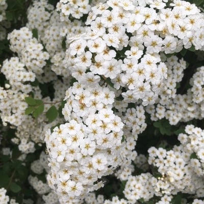 Spiraea media — flower