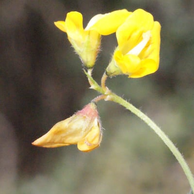 Medicago minima — flower