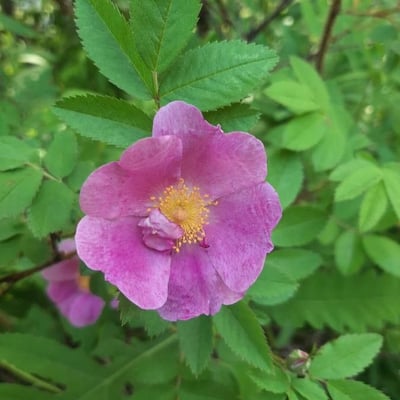Rosa woodsii — flower
