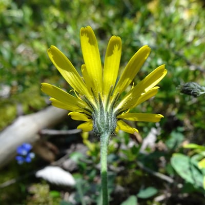 Hieracium maculatum — flower
