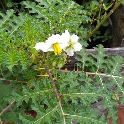 Solanum virginianum — flower