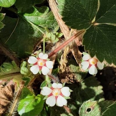 Potentilla micrantha — flower