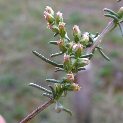 Artemisia campestris — flower