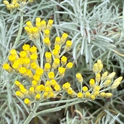 Helichrysum italicum — flower