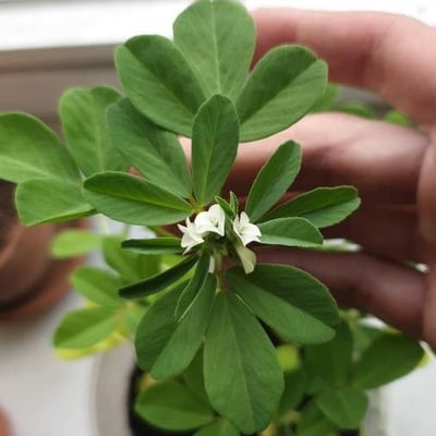 Trigonella foenum-graecum — flower